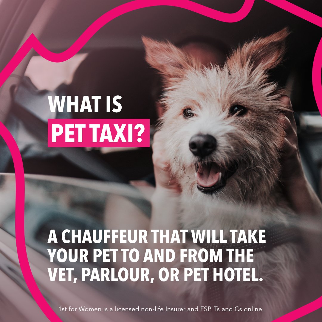 firstforwomen's tweet photo. Whatโs Pet Taxi? Think of it as a chauffeur for you and your pet! ๐ Whether itโs a check-up, a grooming session, or a pet hotel stay, weโll take them there and back so you donโt have to stress.
#Choose1stForWomen #ChooseFearless #PutYourPetFirst https://t.co/U0EHMSFAA0