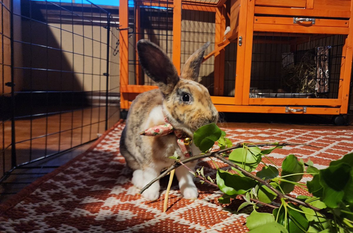 StarPost_Farm's tweet photo. Clover🐇🍀 loves fresh pear tree branches to chew on 🍐 🌳 https://t.co/ZBMYHvsKqA