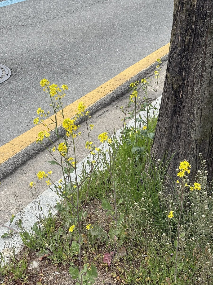popo3369's tweet photo. 유채꽃밭 보러 가고싶은날

#광주 https://t.co/Ii1BQHOuN3
