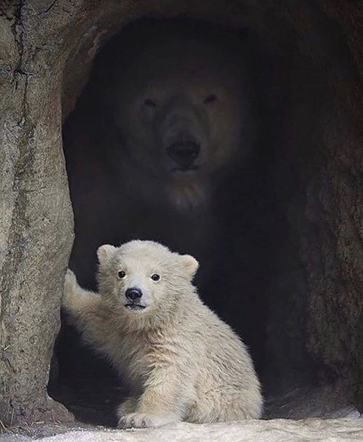 Vahşi yaşamın korkutucu güzelliği ~ FLOOD

Anneler her zaman arkamızda ❤️