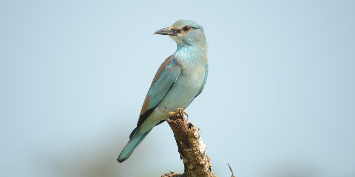 BirdLife Cyprus (@birdlifecyprus) on Twitter photo Grab your binoculars & let the magic of #bird #migration inspire you. And if you’re ready to take your passion to the next level, book a #birdtour & become part of a community dedicated to protecting Cyprus’ birds. birdlifecyprus.org/spring-bird-mi… <a href="/birdsaroundcy/">BirdsAroundCyprus</a> Grab your binoculars & let the magic of #bird #migration inspire you. And if you’re ready to take your passion to the next level, book a #birdtour & become part of a community dedicated to protecting Cyprus’ birds. birdlifecyprus.org/spring-bird-mi… <a href="/birdsaroundcy/">BirdsAroundCyprus</a>