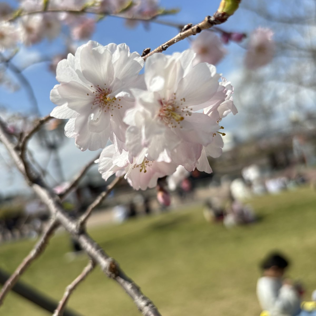 zyono1018's tweet photo. 🌸 https://t.co/3LRX2yX78C