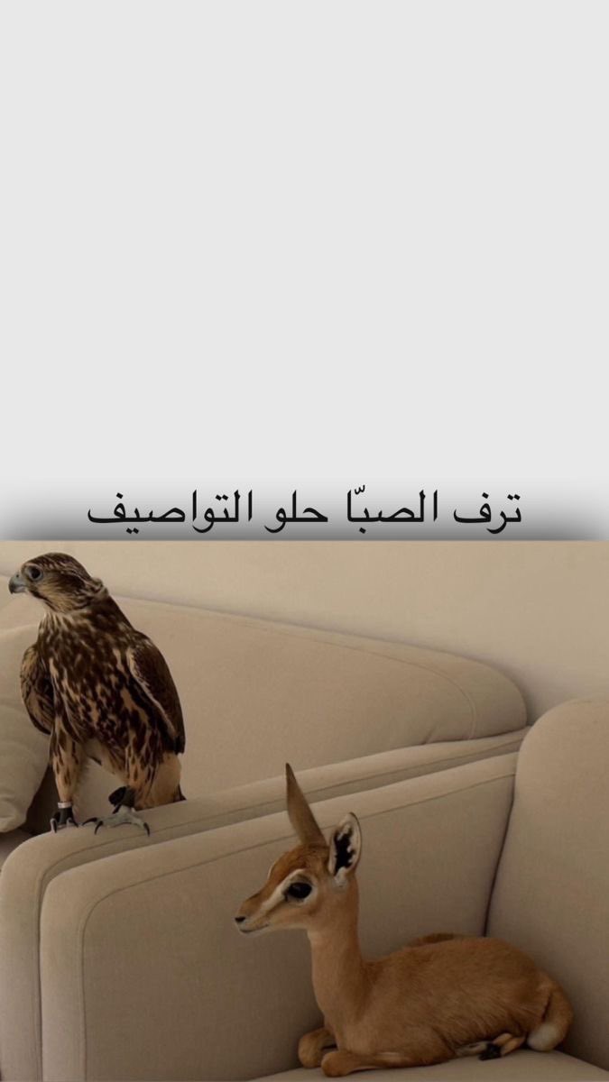 AY_E_D's tweet photo. ترف الصبا حلو التواصيف 🤍 https://t.co/l6d00aTodI