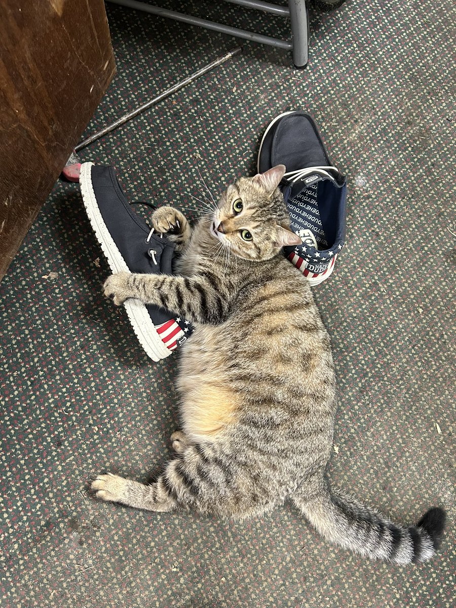 HCMSTurf's tweet photo. @FertNdirtJack @MiddletownCC #shopcat https://t.co/CuEbCeuviX
