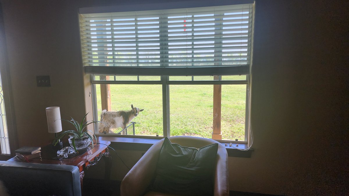 StarPost_Farm's tweet photo. Loves to watch the TV or hear music 😅 https://t.co/sDcx1PCDNT