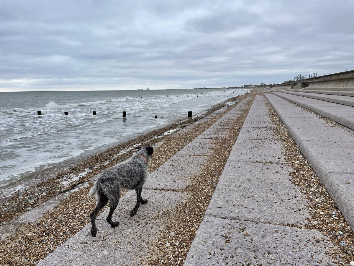 HayhurstBoo's tweet photo. Day in the life…..#wait #beachfun #beachdog #goodgirl #beachfind #ball #adventure #outdoors #seastheday #outdoors #love @barkaparka #lovelife #eat #sleep #repeat #dog #dogsoftwitter https://t.co/v68IryOQgJ
