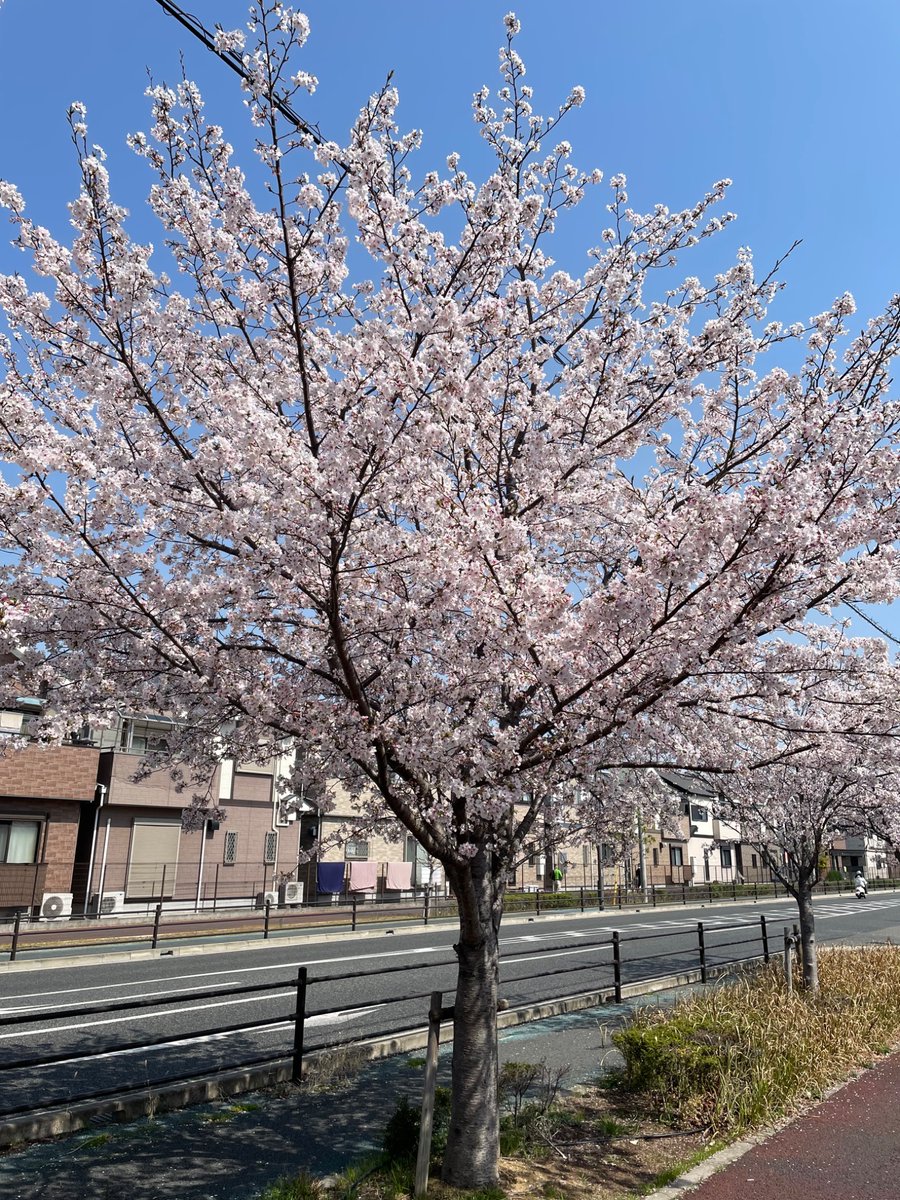 Shin_mosaka's tweet photo. 今日もいい天気でした！
満開の桜🌸は気持ちいい😊 https://t.co/QhEumcCZsj