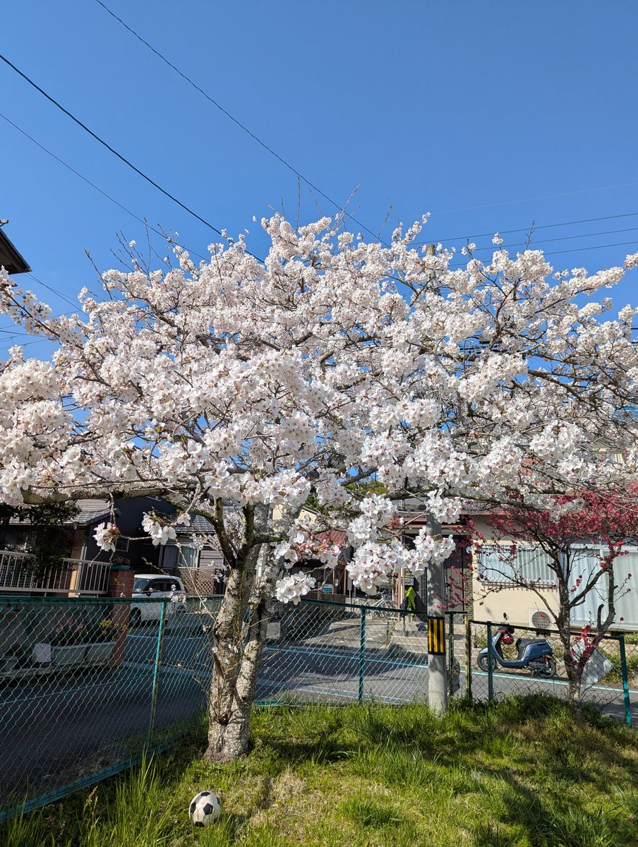 allhuman10's tweet photo. 昨日は県立の学校、今日は市立の学校の入学式。桜のタイミング完璧すぎ。
もっと良い写真撮りたかったけど時間がなく近所の公園の桜しか撮れなかった(:_;)
でもこの時期がめちゃくちゃ苦手な子も多いですね。 https://t.co/aYOADedn14