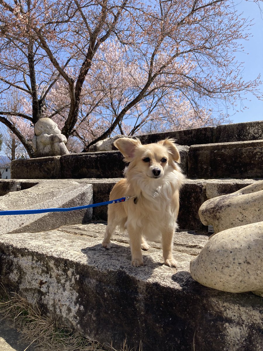 いなりと花見
東京はもう葉桜だけどこっちはまだ早咲きの桜しか咲いていません