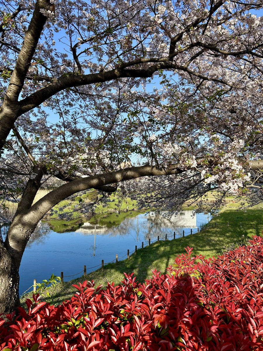 iwaoppai's tweet photo. 憂鬱な花粉症のせいか、花見🌸に行くのがおっくうで。
とりあえず、うちから徒歩２分の公園へ。
かわいいワンちゃんに🐶で会えてラッキー🤞 https://t.co/gqeOOpq5SW