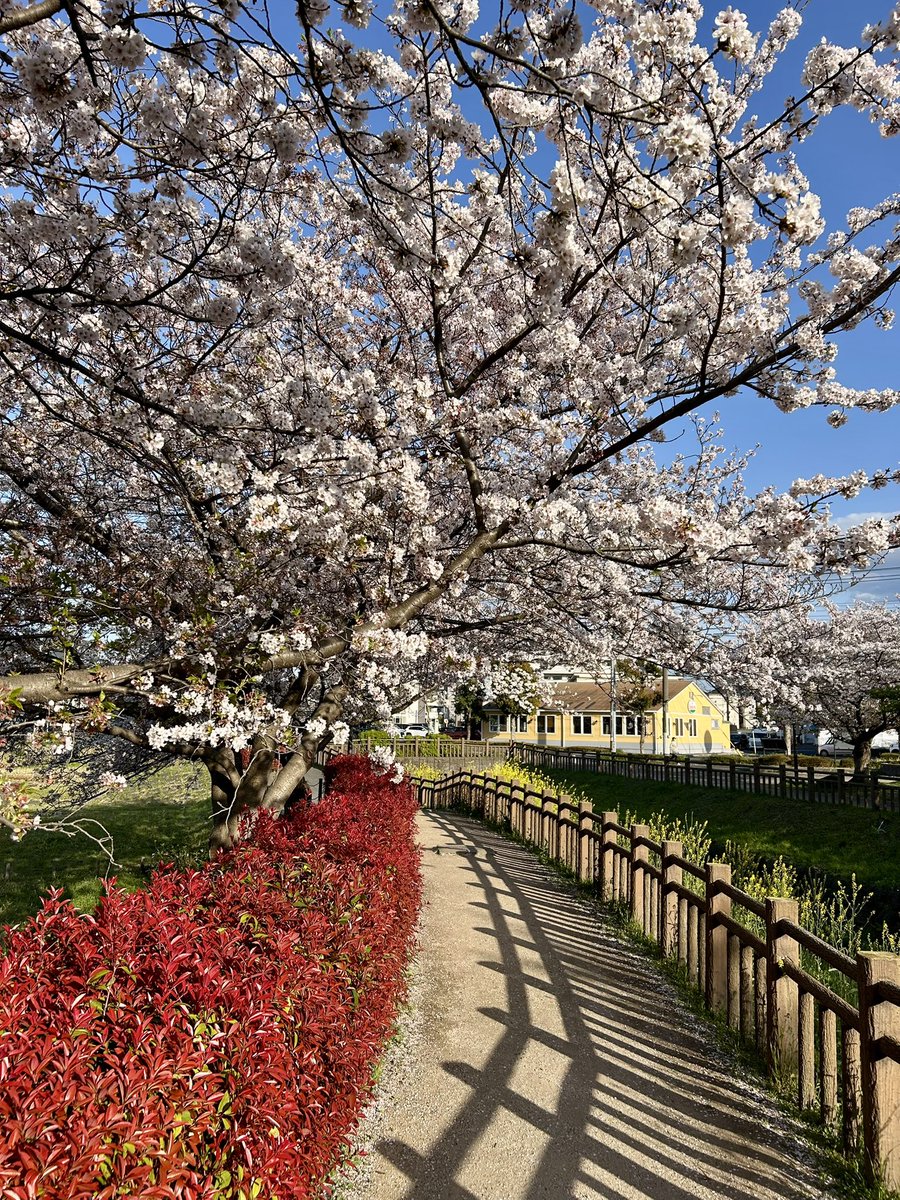 iwaoppai's tweet photo. 憂鬱な花粉症のせいか、花見🌸に行くのがおっくうで。
とりあえず、うちから徒歩２分の公園へ。
かわいいワンちゃんに🐶で会えてラッキー🤞 https://t.co/gqeOOpq5SW