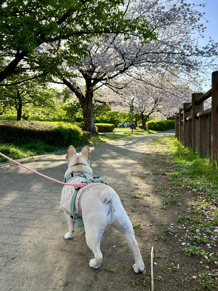 iwaoppai's tweet photo. 憂鬱な花粉症のせいか、花見🌸に行くのがおっくうで。
とりあえず、うちから徒歩２分の公園へ。
かわいいワンちゃんに🐶で会えてラッキー🤞 https://t.co/gqeOOpq5SW