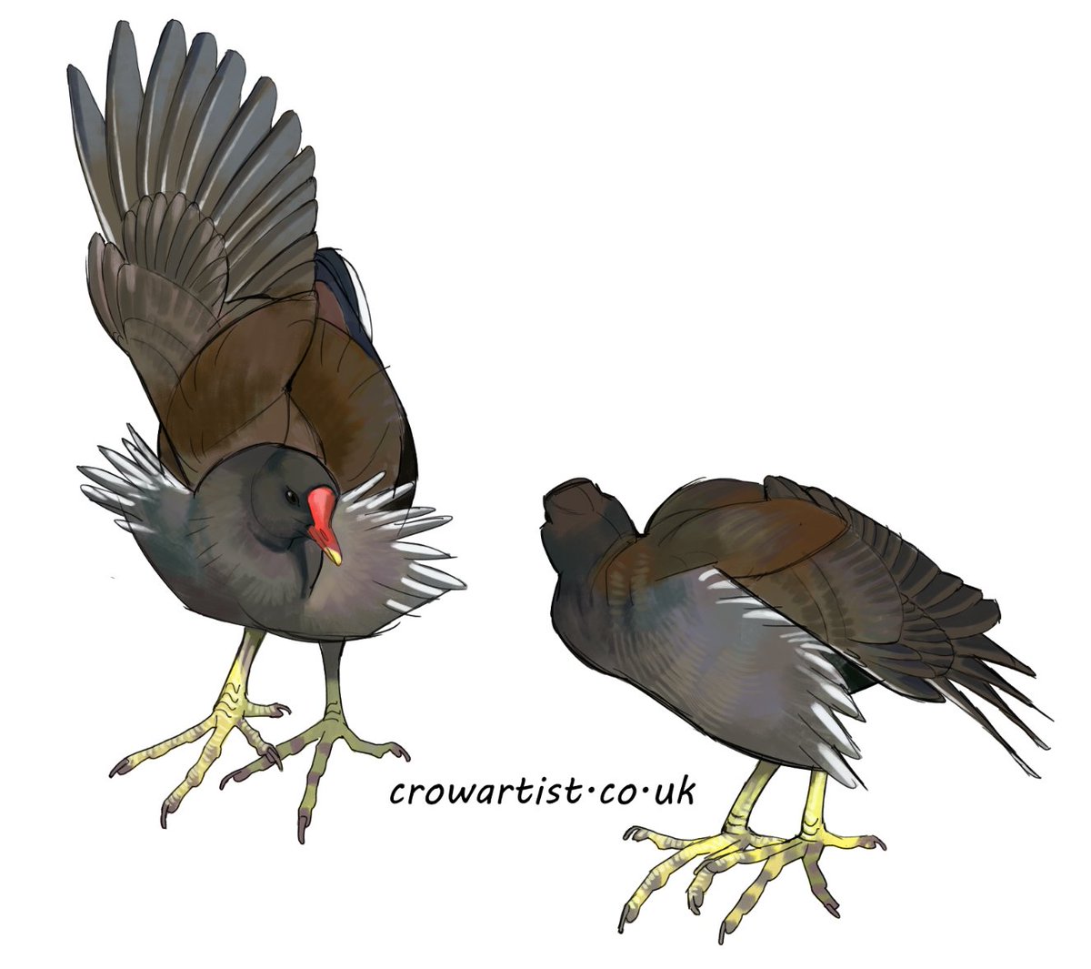Moorhen studies! It always fascinates me just how beautiful these little birds are.
