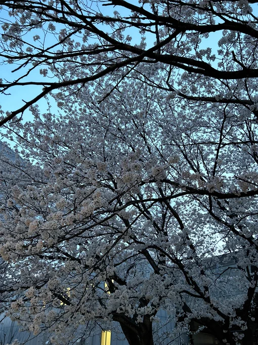 北崎さん これが春だよ