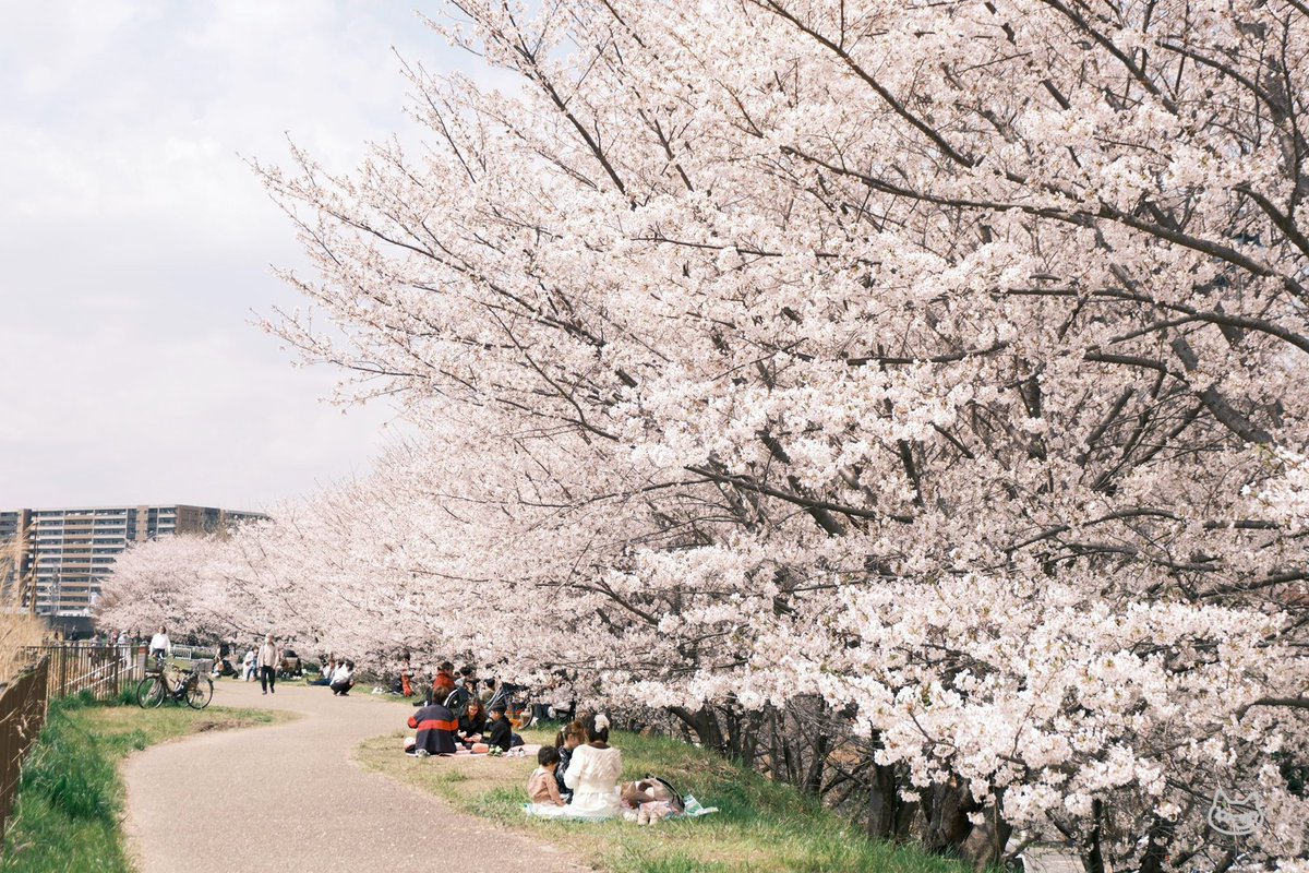 kaayoyo_'s tweet photo. 枚方で桜が見てみたいと思い、先日枚方へ
天野川沿いの桜がこんなにきれいだとは知らなかった🥹 https://t.co/elLG8yWDXL