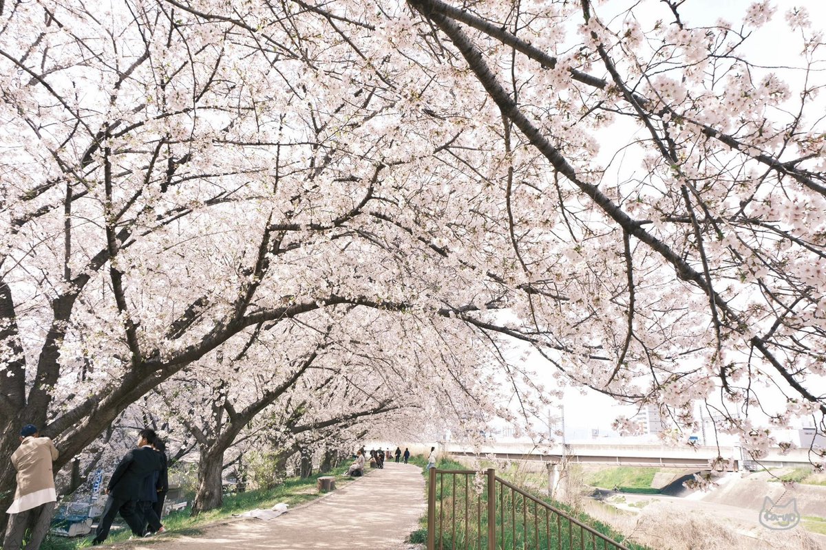 kaayoyo_'s tweet photo. 枚方で桜が見てみたいと思い、先日枚方へ
天野川沿いの桜がこんなにきれいだとは知らなかった🥹 https://t.co/elLG8yWDXL
