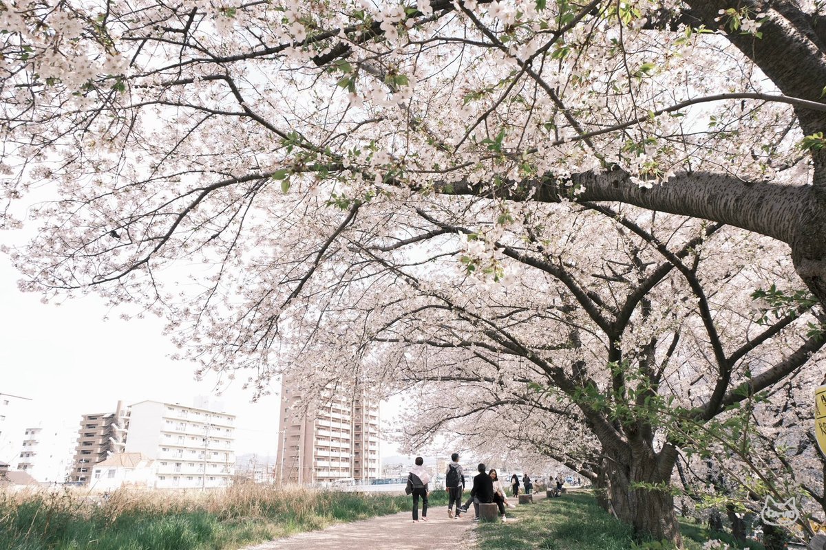 kaayoyo_'s tweet photo. 枚方で桜が見てみたいと思い、先日枚方へ
天野川沿いの桜がこんなにきれいだとは知らなかった🥹 https://t.co/elLG8yWDXL