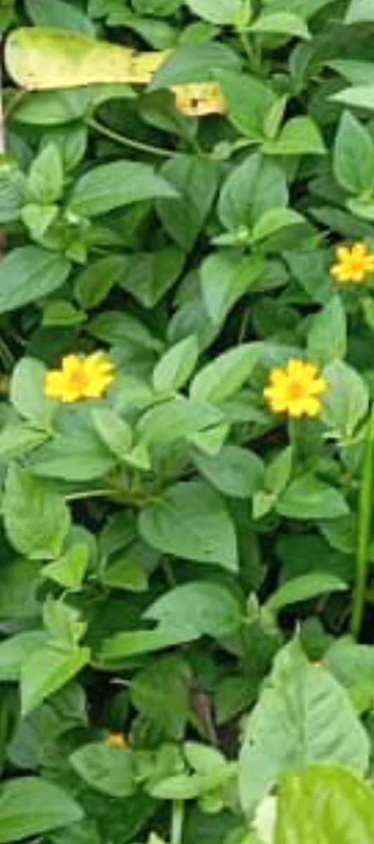 Los expertos!!! Nombre de la planta ? Vamos ….