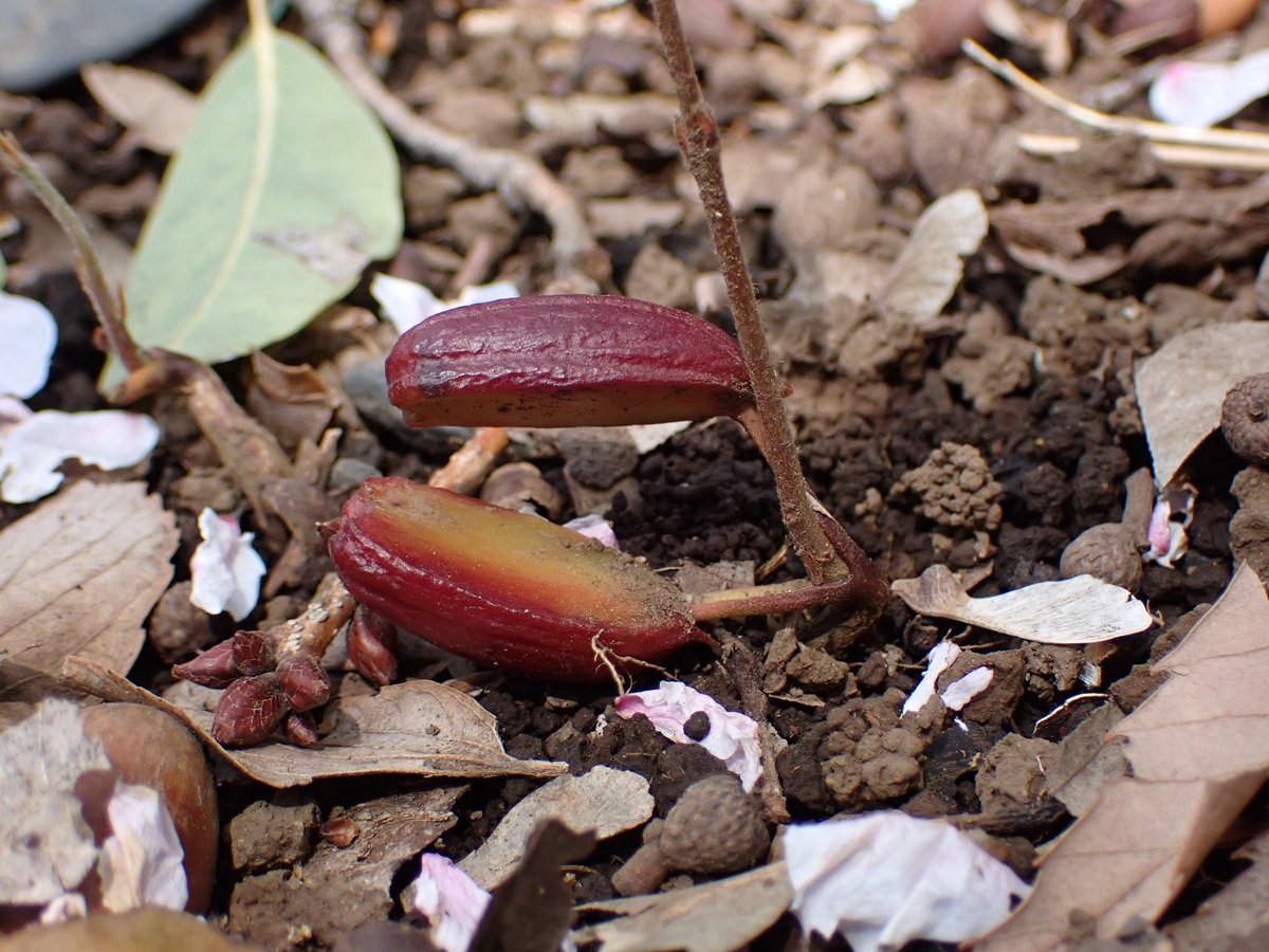 どんぐりの中身が子葉なことがわかる、とっても良い写真です。