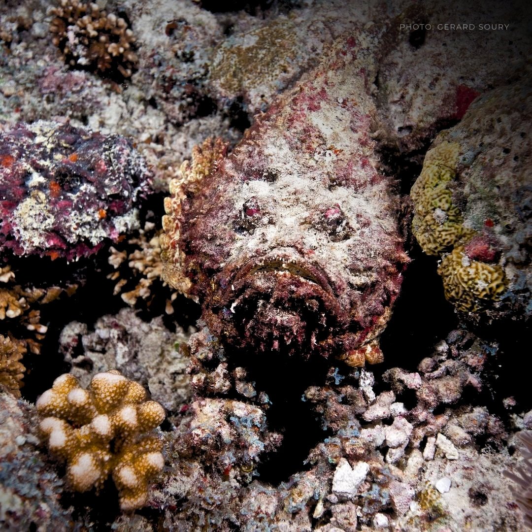 LewisPughFDN's tweet photo. Introducing the stonefish, our #OceanAnimalOfTheMonth! These ambush predators perfectly camouflage into rocks and coral, striking prey with their suction-powered jaws. They're also incredibly venomous to humans, but only if stepped on! 🐠🪨⚠️ https://t.co/pX5wplj8X3
