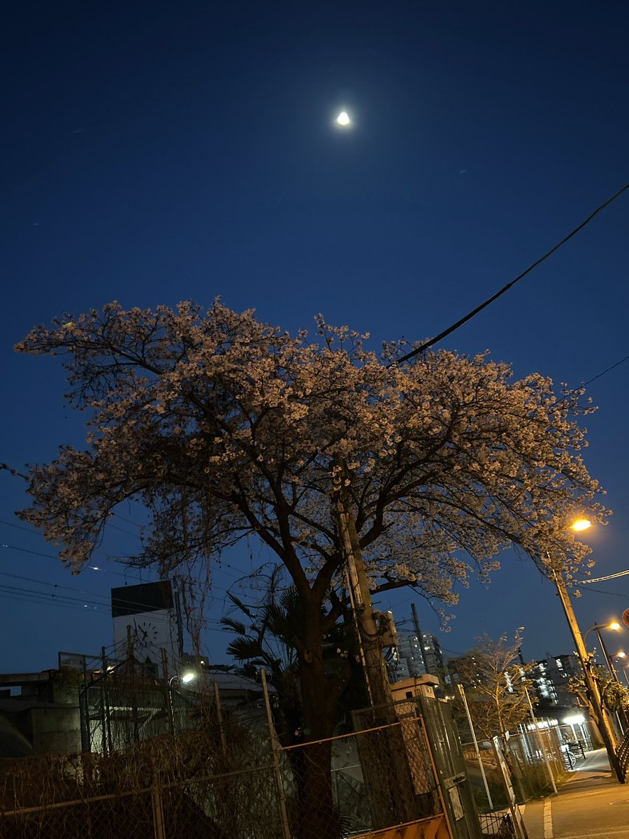 casminty's tweet photo. 桜って綺麗やな^_^ https://t.co/CceVgK9qF9