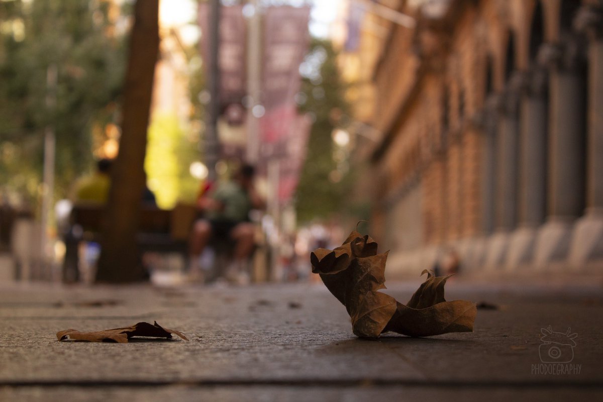phodoegraphy's tweet photo. @MandyLSimard In Australia, Autumn isn’t as gorgeous and golden, sadly :( But I do have these photos! One was taken this year, and the other one was taken in 2016 (hence the bad quality) https://t.co/EmaAbhTtR5