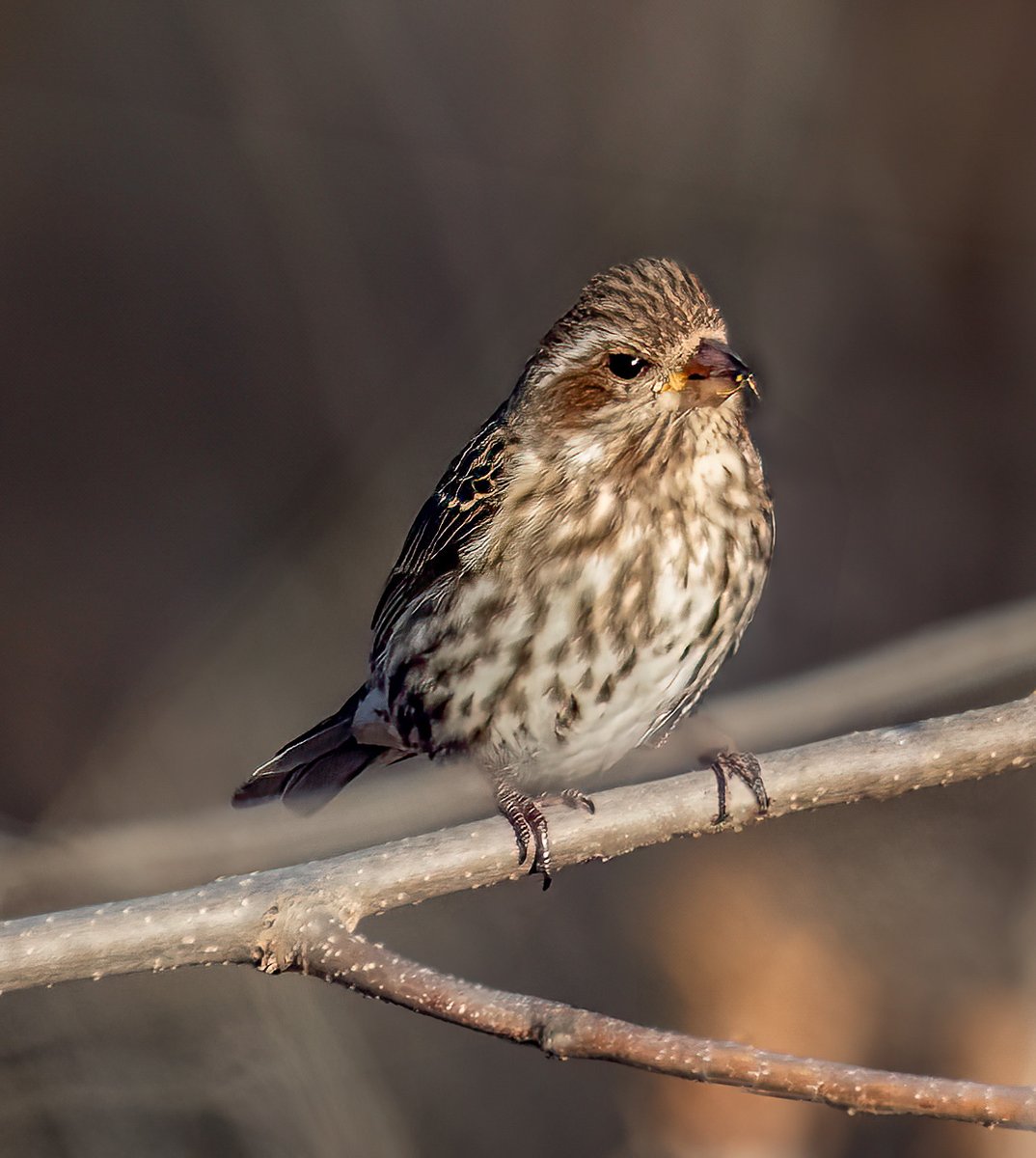 mnaussie2's tweet image. Color Me Purple

Purple Finch, but unless you are an avid bird watcher you might not make that your first guess. The male purple finch is brightly colored more like a ripe raspberry and you can see from the photograph, the female doesn’t come close to that coloring. 

#Xbirds