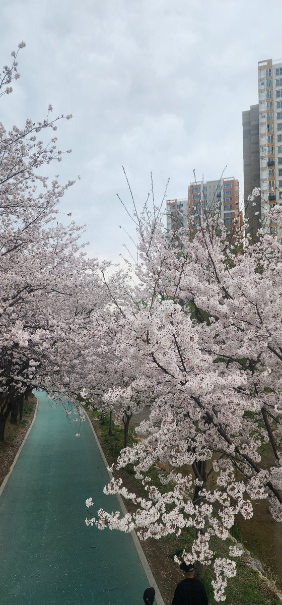 서울 송파구
잠실 석촌호수
입니다
벚꽃이 절정입니다
수많은 시민들이
석촌호수  벚꽃구경에
즐거운  하루를
보내고
있습니다