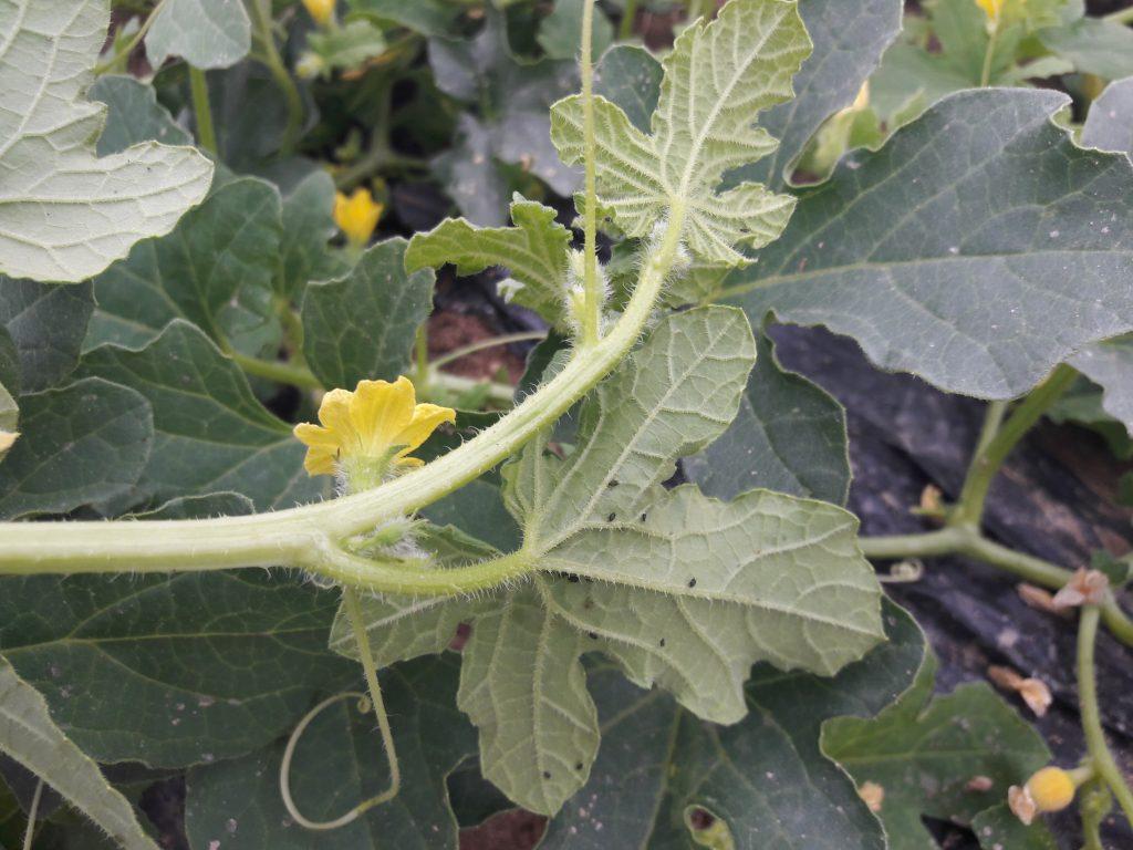 🌿 Con la llegada de la primavera, las condiciones son perfectas para que los pulgones, como Aphis gossypii, se multipliquen y afecten a los cultivos de hortícolas.l

Debilitan las plantas, provocan deformaciones, favorecen la aparición de negrilla… ¡y hasta pueden transmitir
