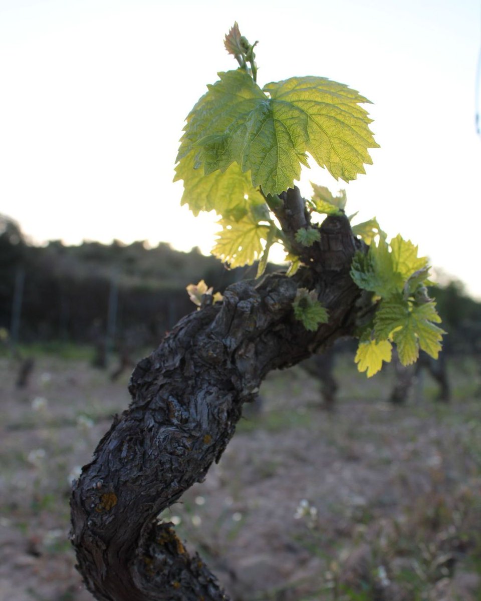 Els primers brots de la vinya ja han tret el cap! Comença el cicle, comença la màgia ✨ 

🌿 Encetem els primers passos, acompanyem a la vinya cap a la floració! 

Vols viure el cicle de la vinya amb nosaltres? Respon als comentaris! 

#cellermasroig #cicledelavinya #brotació