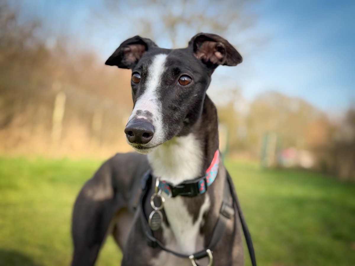 Forever Hounds Trust tweet media