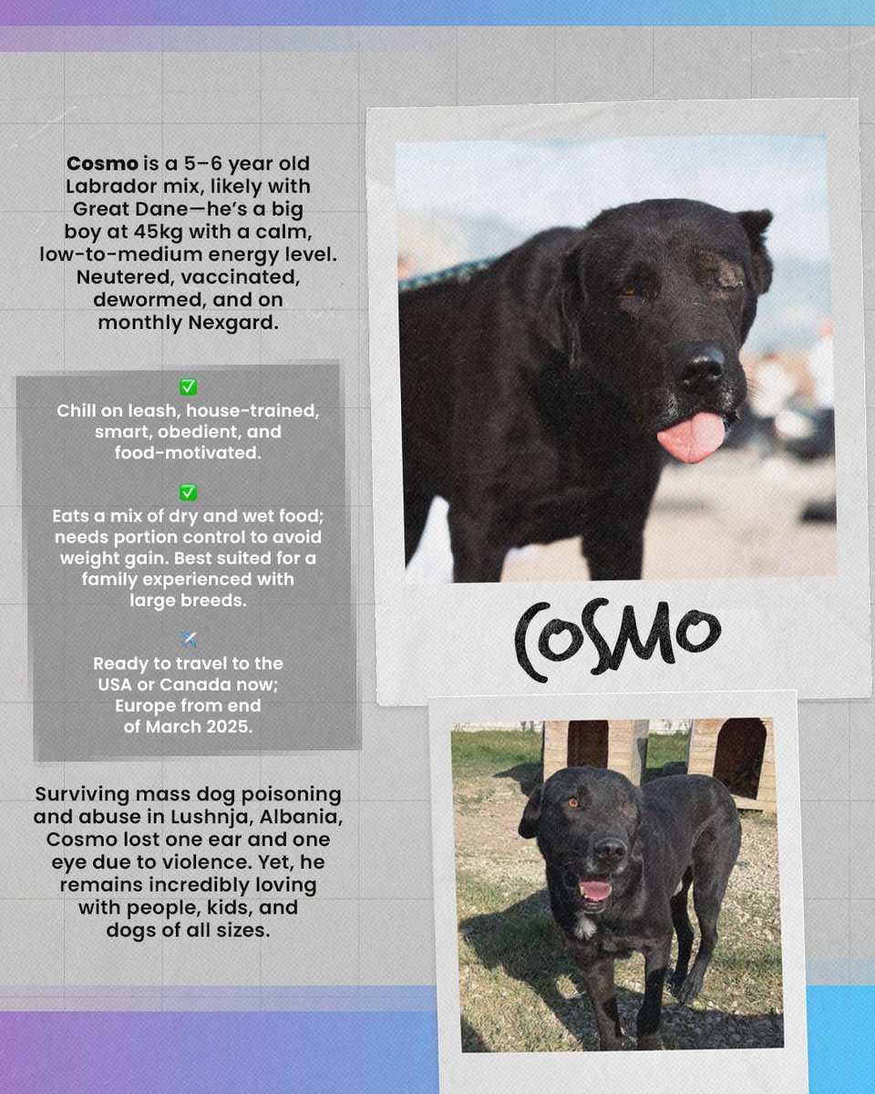 If you loved the canine cameos in our Dog Food video last week, great news... you can take them all home 🐶 Thanks to Dandi Mission for all their support on the shoot - now let's find these extremely good doggos a forever home. 🏠