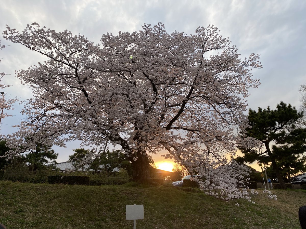 Yesterday we had our annual Hanami Cherry Blossom Viewing Party! A great afternoon of food, drinks and great company down by the river under the beautiful blossoms! 🌸🌸🌸