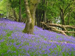 finefettlefeed's tweet photo. It's National Wildlife Week this week.
Here in the uk, migratory birds like swallows and cuckoos are arriving, we have the emergence of badger cubs, and the start of hedgehog breeding season, along with the blooming of bluebells and other spring flowers... https://t.co/OhfWnHy74b