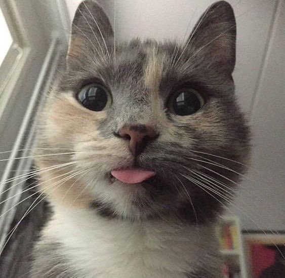 sonnyangelrry's tweet photo. he is literally a kitten https://t.co/TzapAqa0Kt