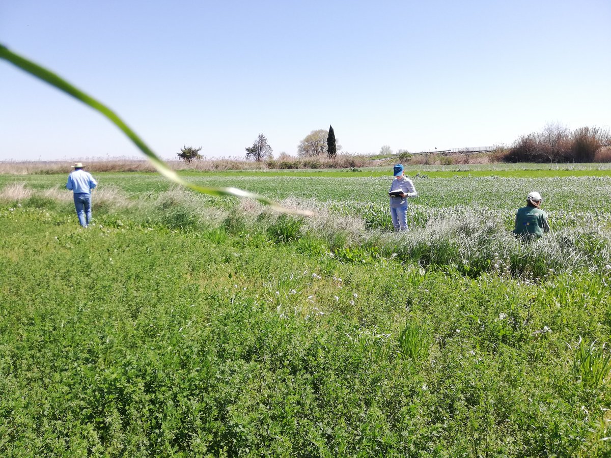 CITAAragon's tweet image. 🌺🌱 Esta primavera parte del equipo del proyecto #BIODIVERSA #Agroalnext ha salido al campo para realizar prospecciones en márgenes naturales de #Caspe y #Mallén y ha preparado muestras en laboratorio 🔬 para analizar la presencia de #virosis