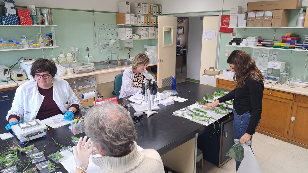 CITAAragon's tweet image. 🌺🌱 Esta primavera parte del equipo del proyecto #BIODIVERSA #Agroalnext ha salido al campo para realizar prospecciones en márgenes naturales de #Caspe y #Mallén y ha preparado muestras en laboratorio 🔬 para analizar la presencia de #virosis