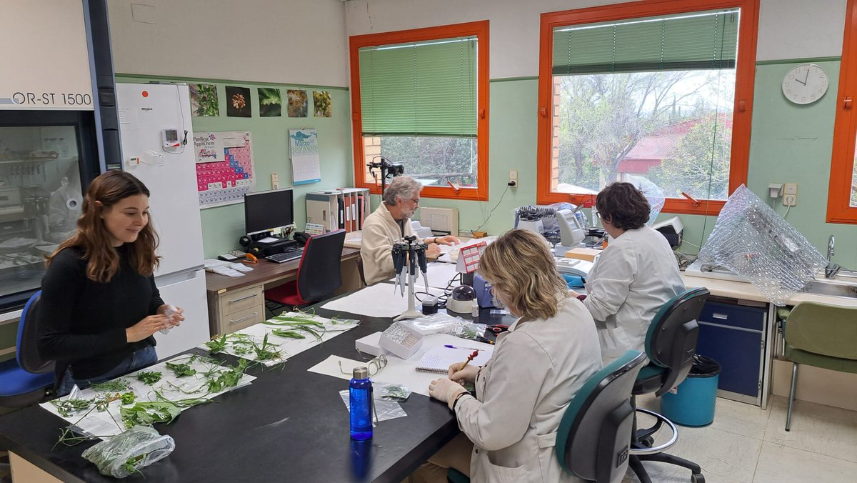 CITAAragon's tweet image. 🌺🌱 Esta primavera parte del equipo del proyecto #BIODIVERSA #Agroalnext ha salido al campo para realizar prospecciones en márgenes naturales de #Caspe y #Mallén y ha preparado muestras en laboratorio 🔬 para analizar la presencia de #virosis