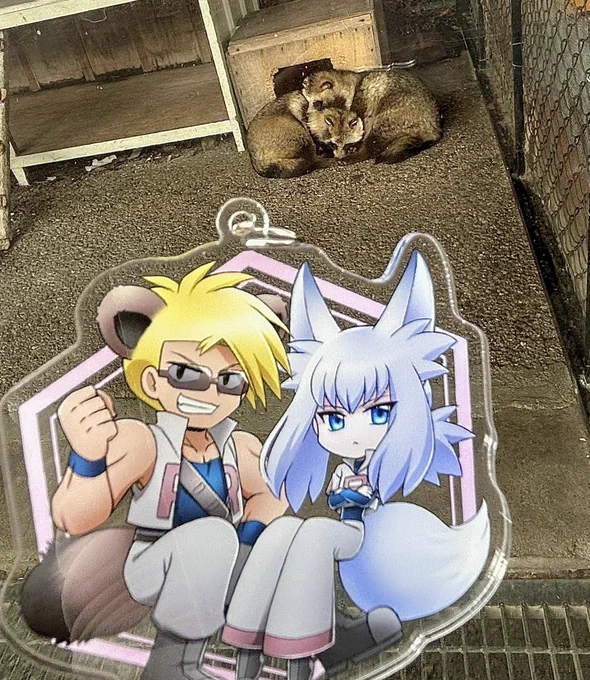 ずっと会いたかったおタヌキさん達に会えました!!!!