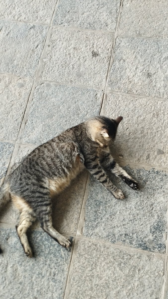 RogiPF's tweet photo. Sim, um gato, um gato nessa federal, só tem cachorro nessa porra. Hehehe https://t.co/Q9kNfaCLsR