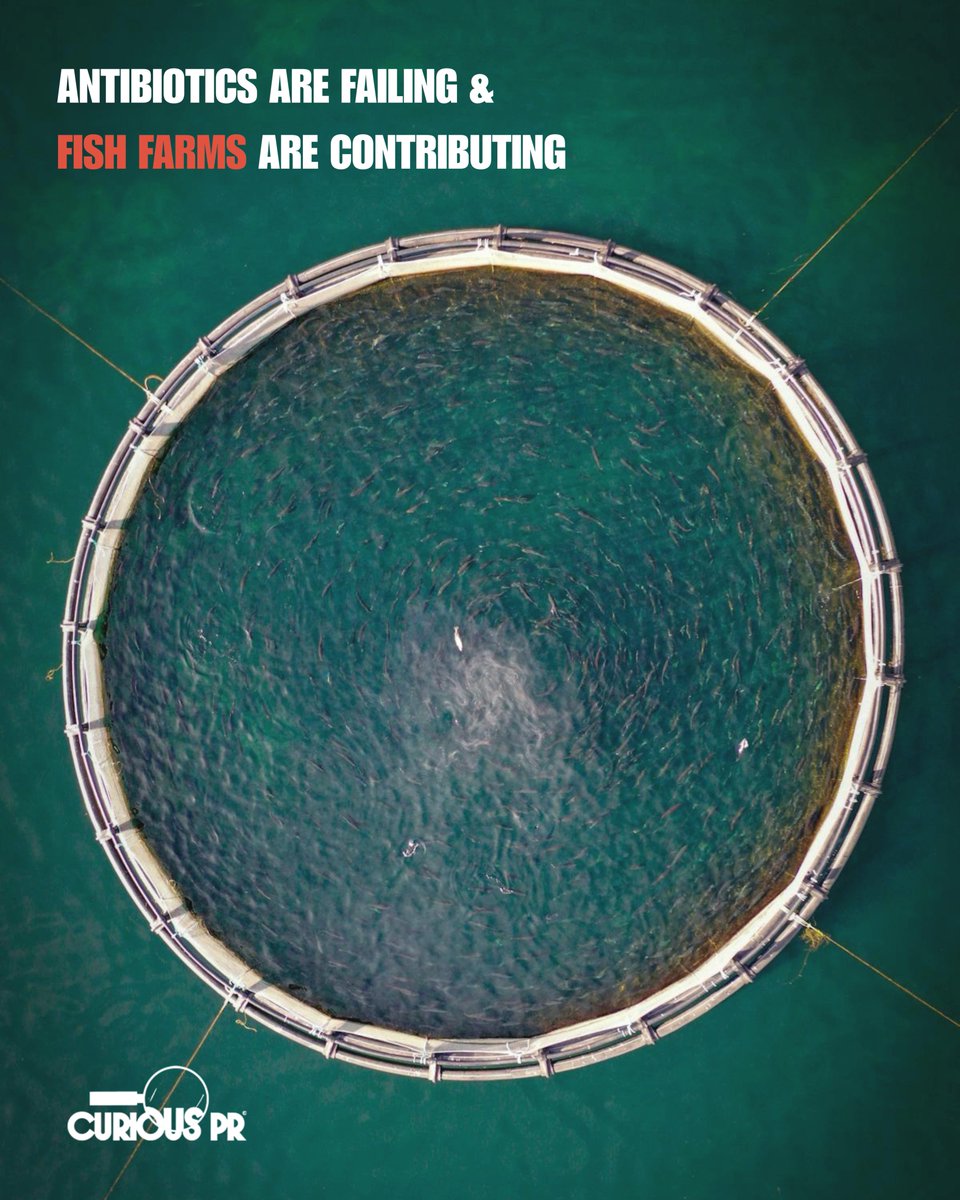 Curious_PR's tweet photo. 💊🍣 Will antibiotics stop working? @guardian reports food prod'n's role in #AMR By 2030 fish farming may make up 5.7% of global antibiotic use. We teamed up with @RauchFoundation on #FishFarmsOut to raise awareness of this, and other threats.
🔗https://t.co/rlp3hLqjxR https://t.co/Q4VRlBmUyG