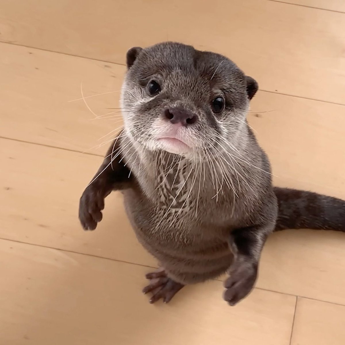 Cotsumet's tweet photo. ぴょんぴょんジャンプするカワウソコタロー

https://t.co/tJlrJwsZFv
↑YouTubeで見れます🐸 https://t.co/6Fss3og6sJ