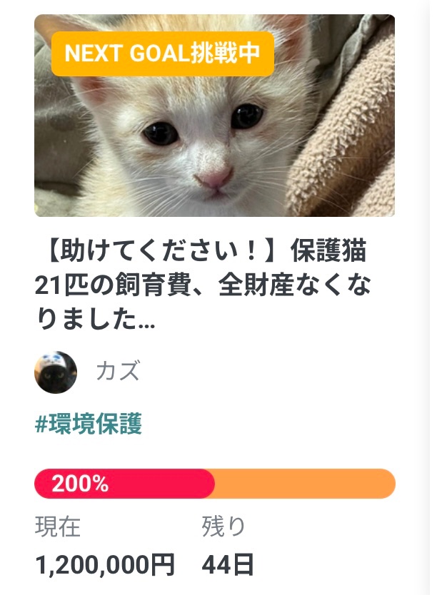 mimi020239's tweet photo. このクラファン自分的に悪い前例になる予感なんだよ、ただ保護した猫を仔猫から飼って里親に出さないで21匹、それを保護猫活動って書いてる(活動とは言わない)、詐欺にあって全財産無くなった、借金しながら飼育してる(詐欺にあった証拠の提示は運営会社に聞いても答えなかった)(多頭崩壊と違う？) https://t.co/2s5JL3dLKP
