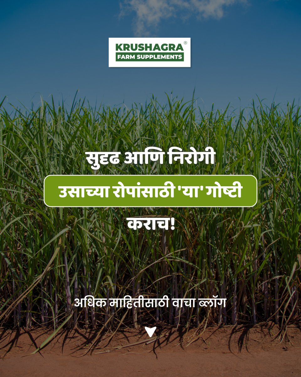 krushagra's tweet photo. वेगवेगळे कीटकनाशक वापरून झालेत, वेगवेगळ्या फवारण्या करून झाल्यात पण योग्य तो रिझल्ट मिळत नाही? मग आता करा या स्टेप्स.

सुदृढ व निरोगी उसाच्या रोपांसाठी आवश्यक स्टेप जाणून घेण्यासाठी वाचा खालील ब्लॉग.

https://t.co/5d3m7eyevf https://t.co/CVJjZ92FQR