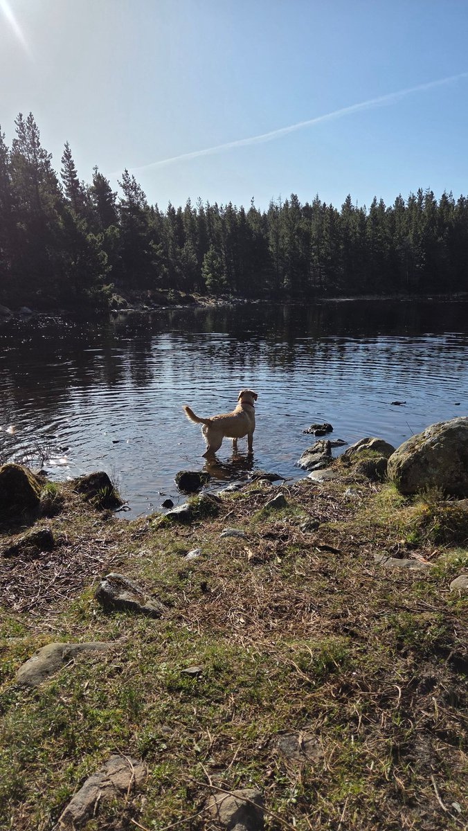 SmiddyOld's tweet photo. A beautiful sunny walk in Laide Wood. With the varied wildlife filling the air with their song and dance... and a chaotic labrador 🐕  🐦 🐦‍⬛ 🦌 https://t.co/3zpTnUHYnx