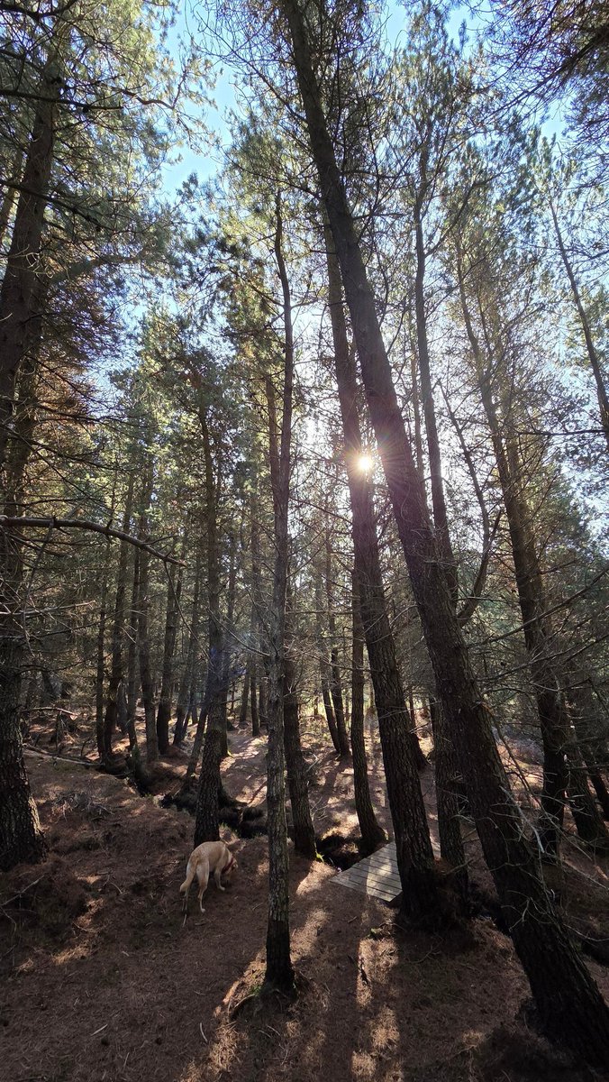 SmiddyOld's tweet photo. A beautiful sunny walk in Laide Wood. With the varied wildlife filling the air with their song and dance... and a chaotic labrador 🐕  🐦 🐦‍⬛ 🦌 https://t.co/3zpTnUHYnx