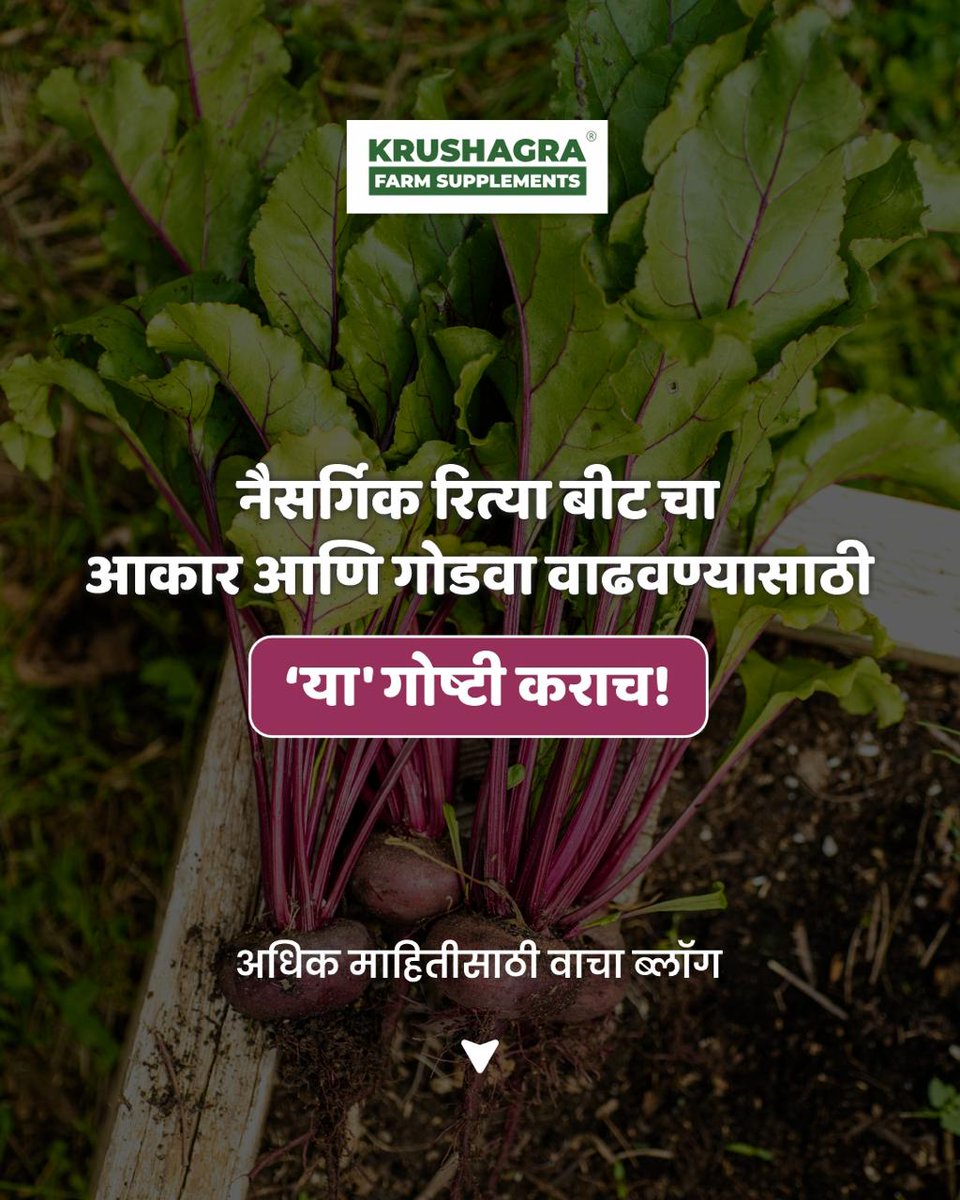 krushagra's tweet photo. बीट चा आकार व त्यातील गोडवा यावर बीट ची गुणवत्ता अवलंबून असते.

बीट चे दर्जेदार उत्पादन येण्यासाठी बीडच्या रोपाची योग्य ती काळजी घेणे आवश्यक असते.

ही काळजी कशी घ्यावी यासाठी वाचा खालील ब्लॉग.

https://t.co/auWfoSHkcq https://t.co/xS1R0aXoz7