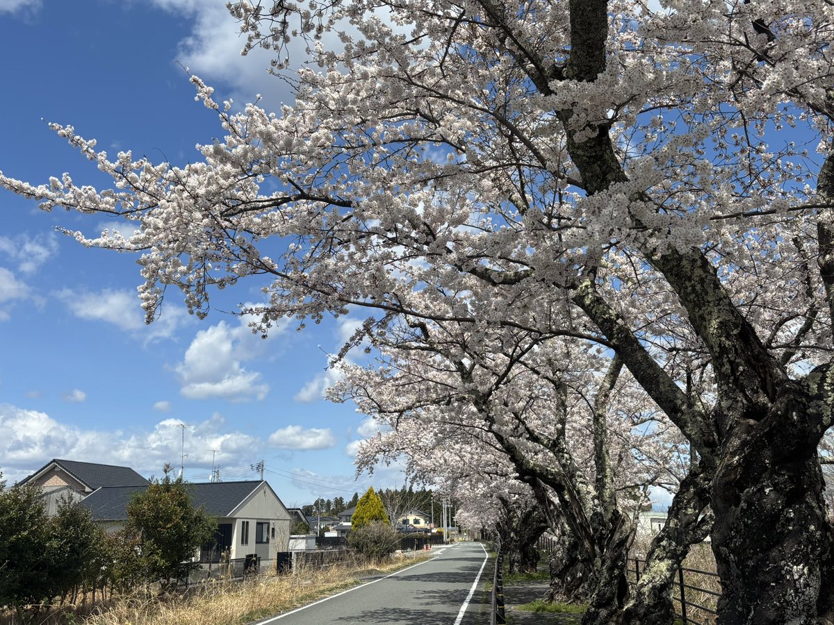 今日はお袋を連れて、富岡町の夜ノ森の桜を見に行って来たのだけれど、ほぼ満開で見頃になっていましたよ😊
#空ネット