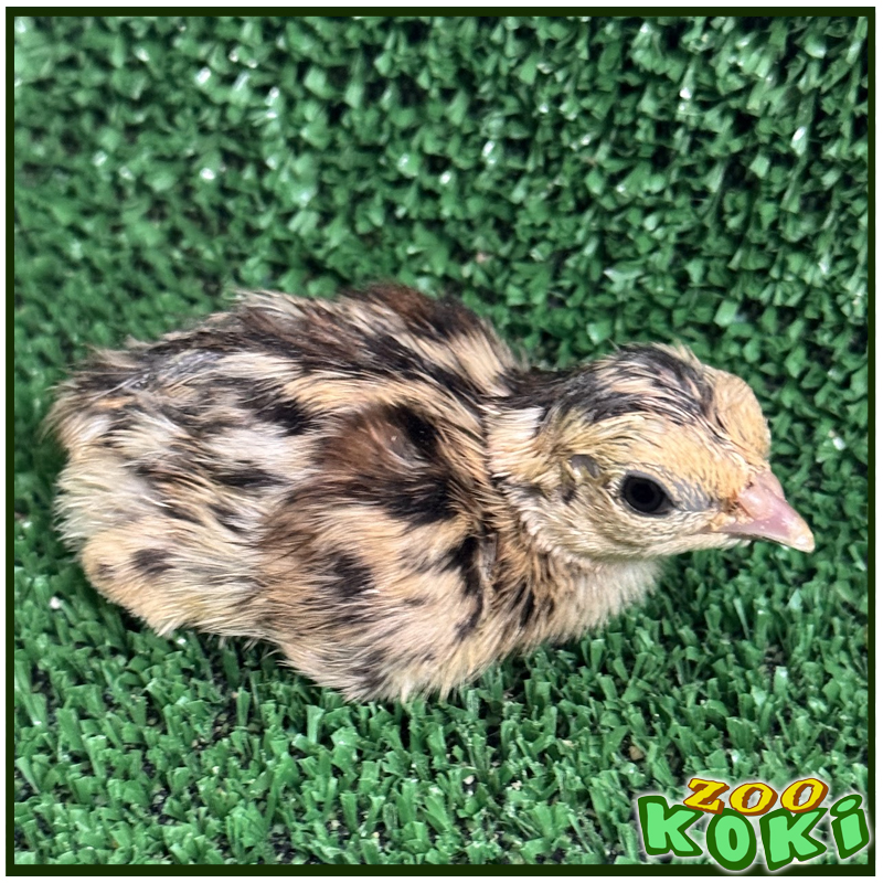 zookoki's tweet image. 🐣 ¡Ya han nacido los primeros pollitos en la Fundación ZOO KOKI! En la foto, un francolín gorgiamarillo (Pternistis leucoscepus), símbolo de nuestro compromiso con la conservación. ¡La primavera empieza con vida nueva! 🌱🪺 #ZooKOKI #CríaExSitu #Conservación