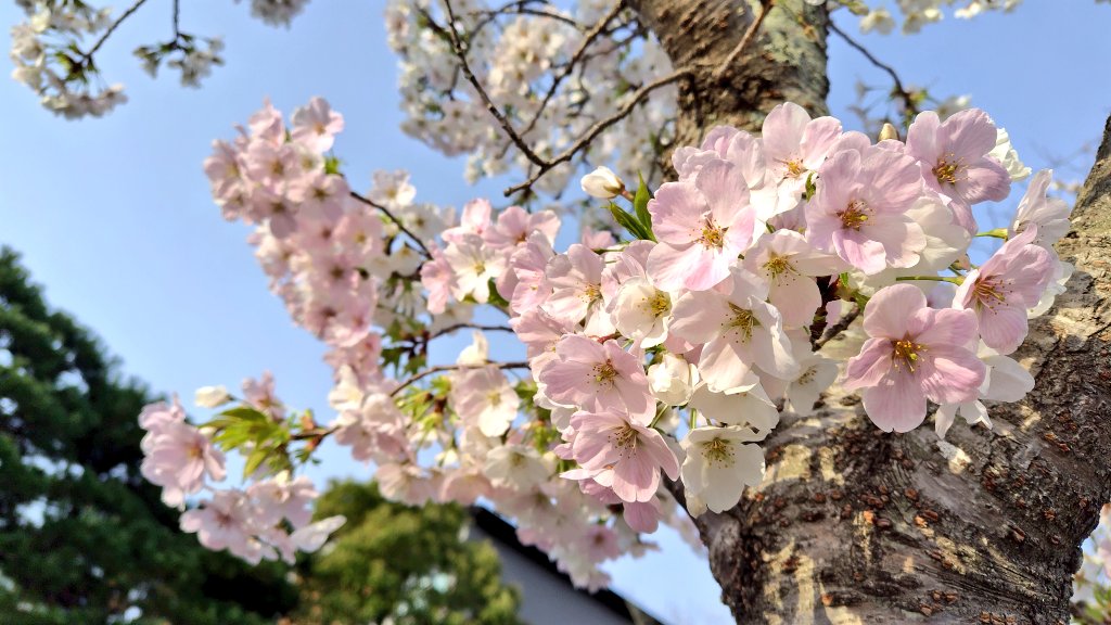 pon_noki's tweet photo. ましコレ譲渡のご連絡遅くなり申し訳ありません。
抱き合わせ分の確認をお声がけいただいた順に行っておりますので、今しばらくお待ちください。

※画像流れ防止 https://t.co/aeJ1ElqfME